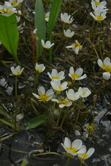 Ranunculus subrigidus