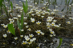Ranunculus subrigidus