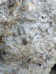 Porcellionides sexfasciatus