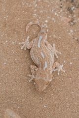 Tarentola chazaliae