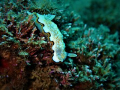 Goniobranchus obsoletus