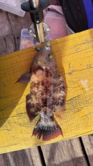 Cheilinus chlorourus