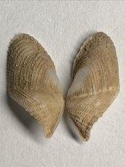 Penitella gabbii