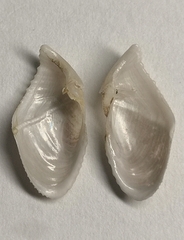 Penitella gabbii