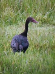 Plectropterus gambensis