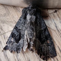 Neumichtis nigerrima