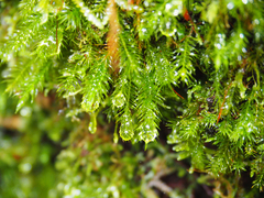 Echinodiopsis hispida