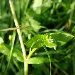 Stellaria media