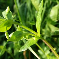 Stellaria media