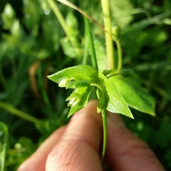 Stellaria media