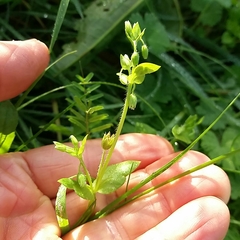 Stellaria media