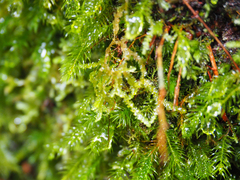 Echinodiopsis hispida