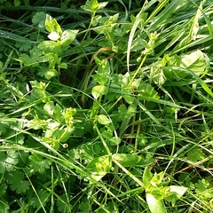 Stellaria media