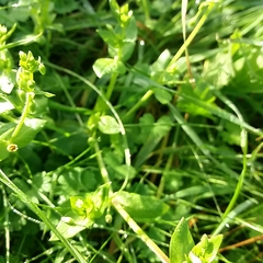 Stellaria media