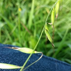 Avena barbata
