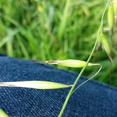 Avena barbata