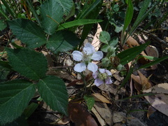 Rubus riddelsdellii