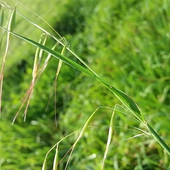 Avena barbata