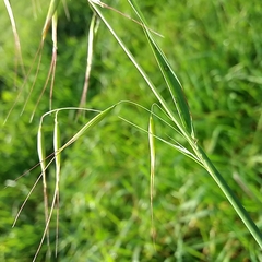 Avena barbata
