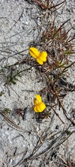 Monopsis lutea