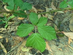 Rubus riddelsdellii