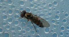 Platycheirus scutatus