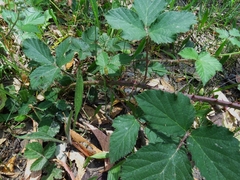 Rubus riddelsdellii