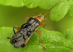 Cantharis nigricans
