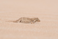 Tarentola chazaliae
