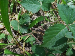 Rubus riddelsdellii