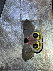 Automeris belti