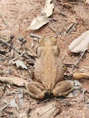 Rhinella crucifer