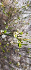 Diosma
