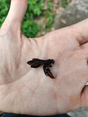 Liacos erythrosoma