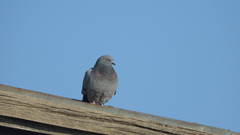Columba livia