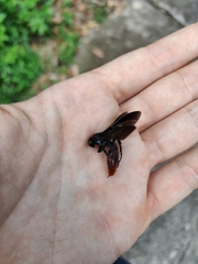 Liacos erythrosoma