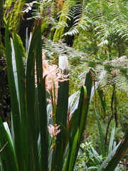 Helmholtzia glaberrima