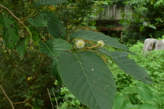 Camptotheca acuminata