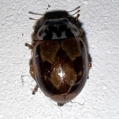Mulsantina picta