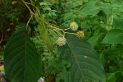 Camptotheca acuminata