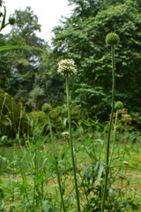 Dipsacus inermis