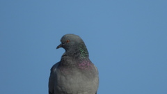 Columba livia