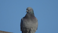 Columba livia