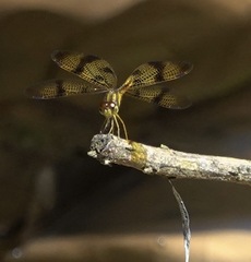 Perithemis thais