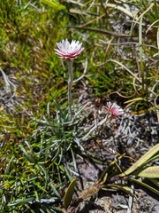 Helichrysum pumilum