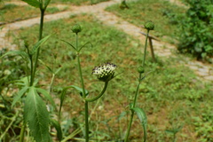 Dipsacus inermis