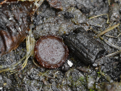 Ascobolus carbonarius