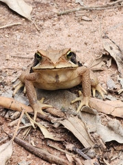 Rhinella crucifer