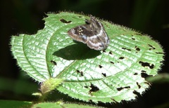 Quadrus cerialis