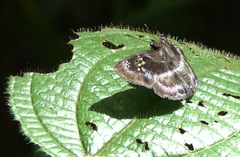 Quadrus cerialis
